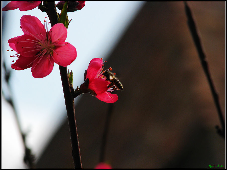 Ƭ 032.jpg