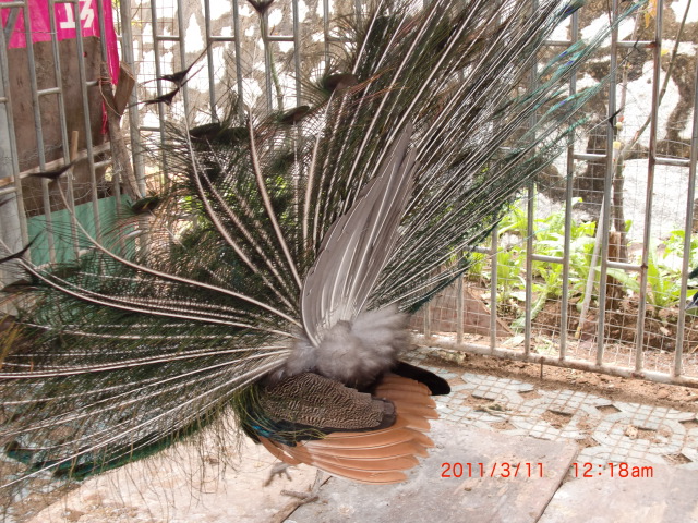 ȸ04.JPG