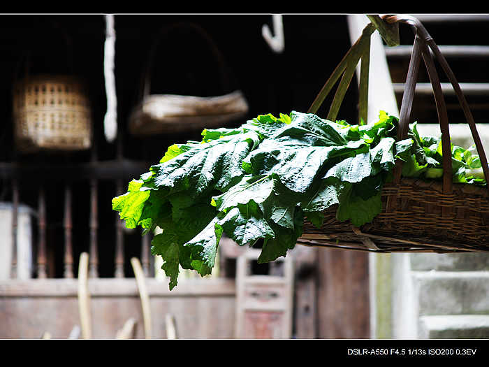 DSC08228.jpg