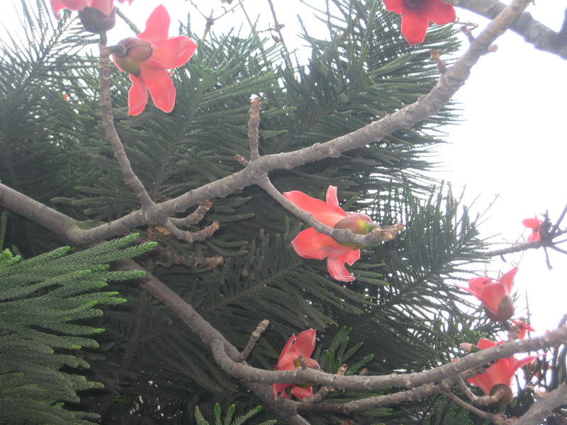 IMG_6684_С.JPG