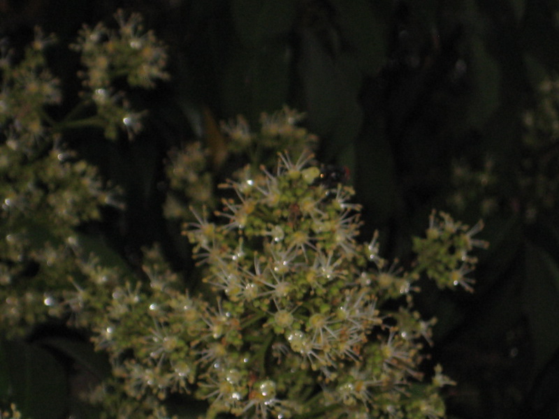 IMG_6734_С.JPG