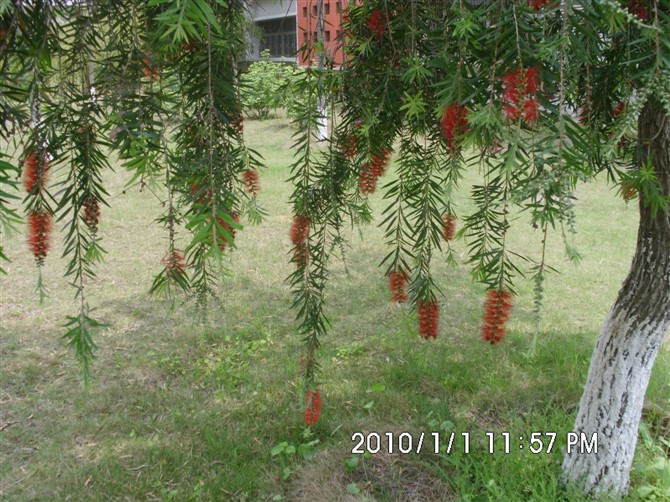 ϾѧУ
