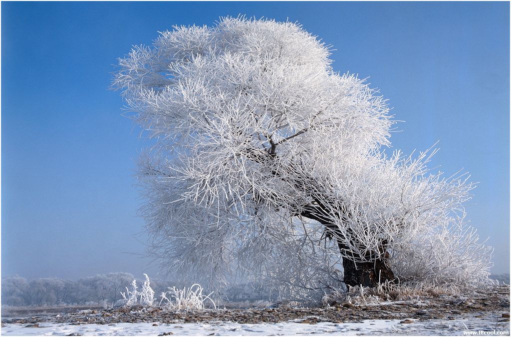 bingxueshijie2_200[1].jpg