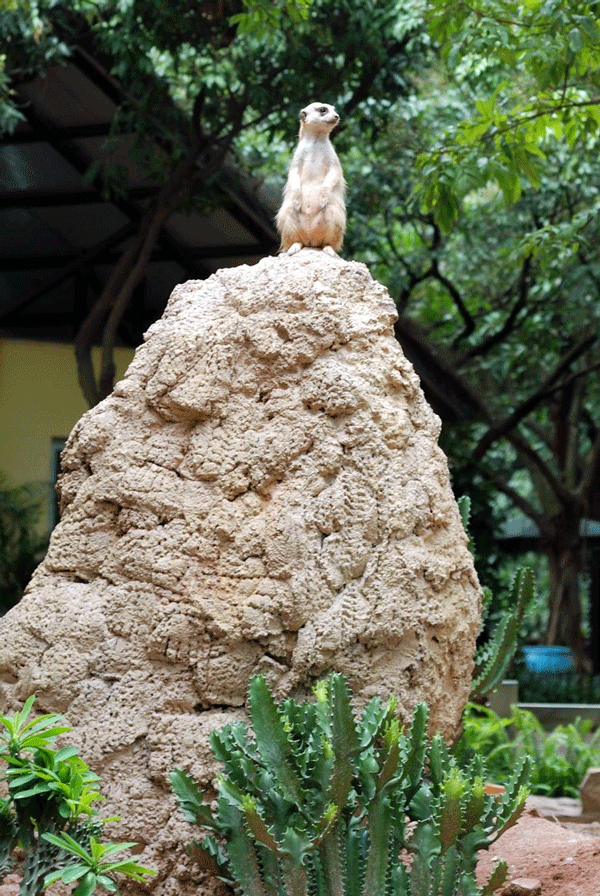 DSC_2962-1.gif