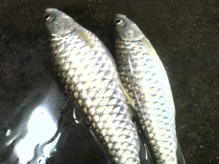 20110709125012.jpg