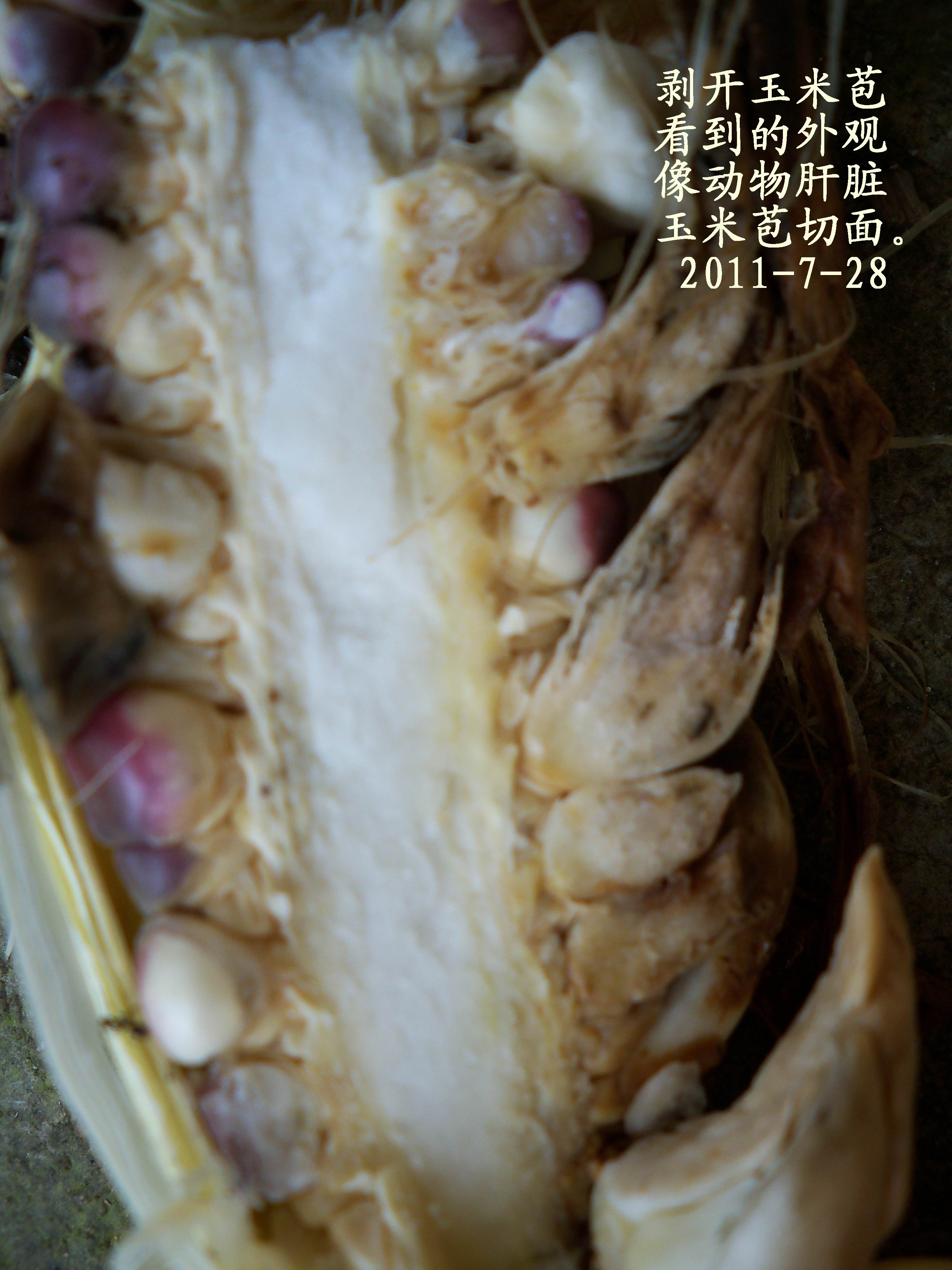 100_4241.JPG