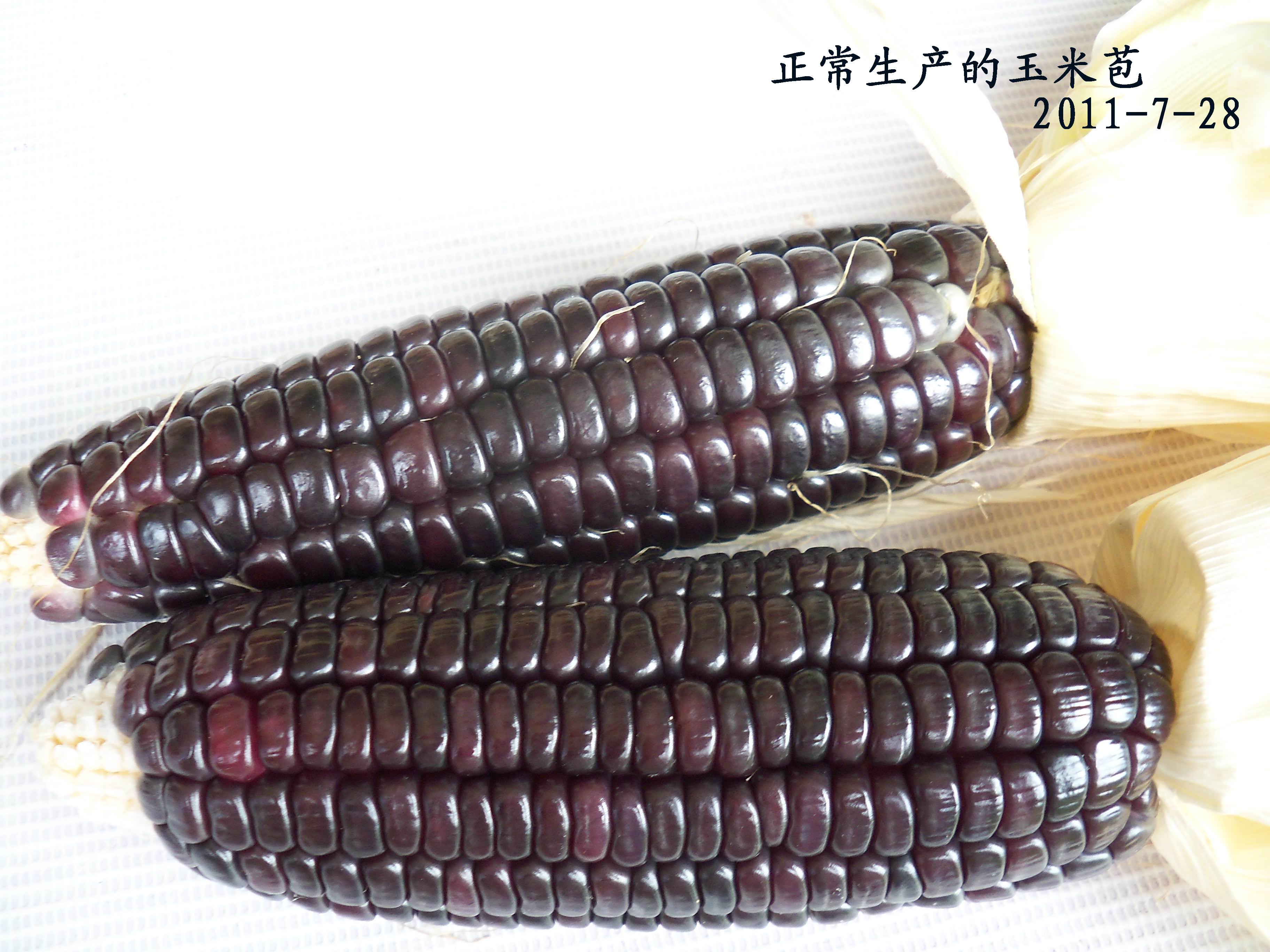 100_4186.JPG