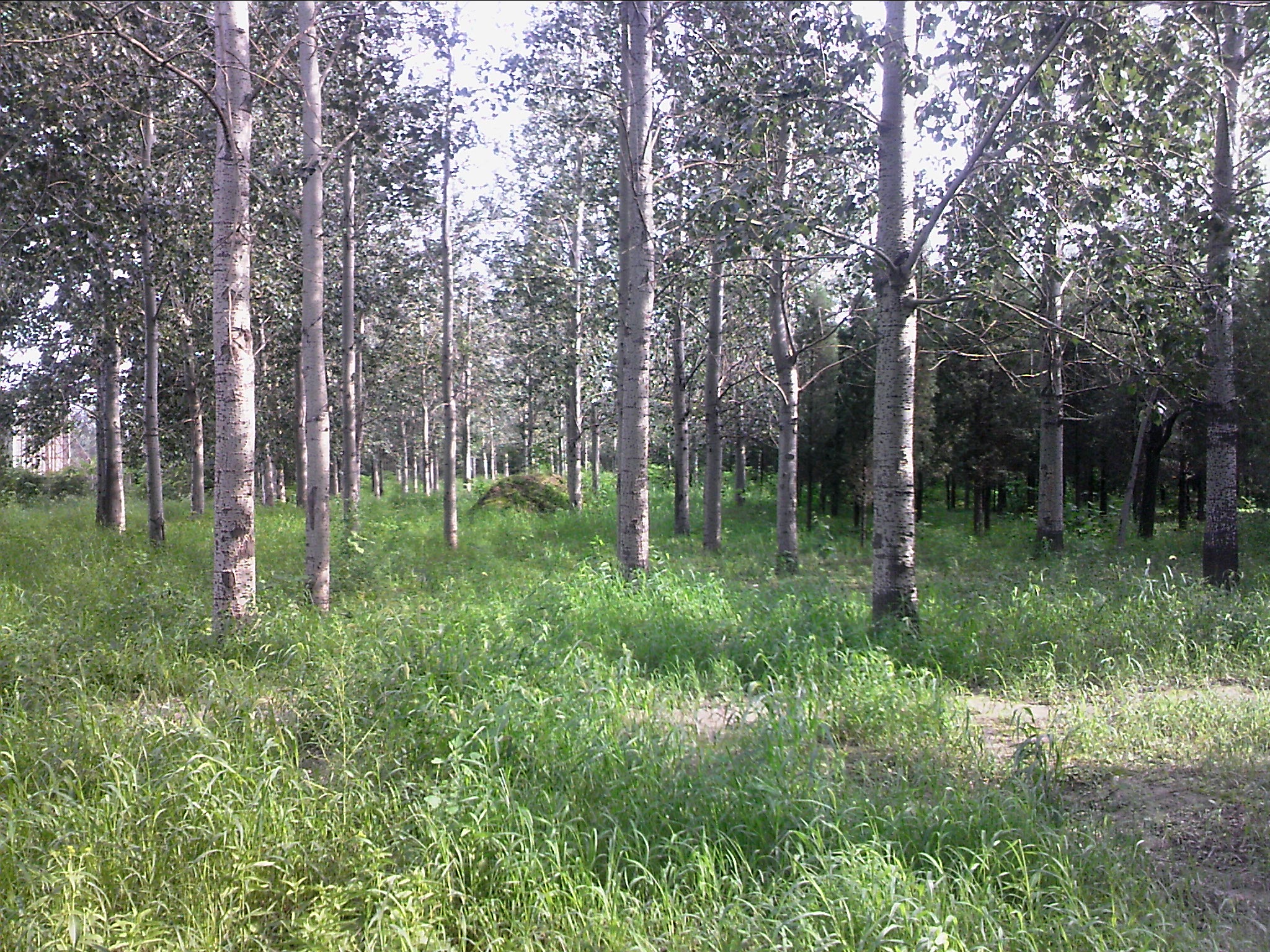 110802A001.jpg