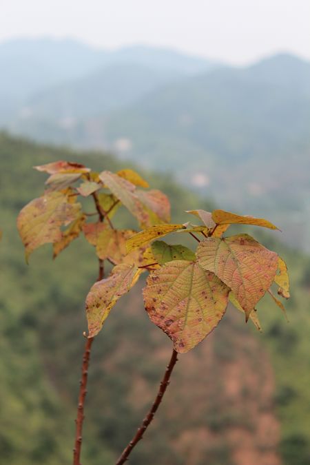IMG_1118.jpg