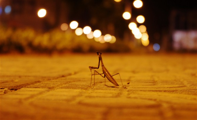 ISO:800 ȦF5.6 ع⣺1/2s ࣺ55mm ͷPENTAX-DAL 18-55mm