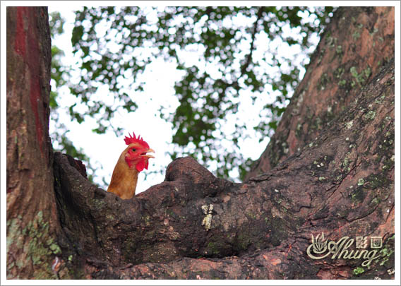 DSC_0871-.jpg