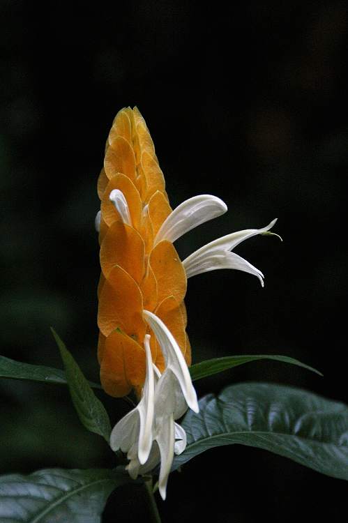 Ƭ 045.jpg
