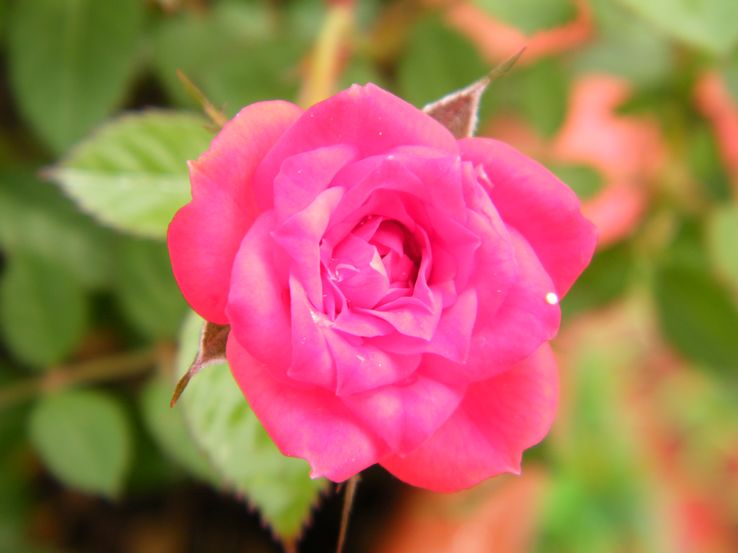DSCF2285.JPG