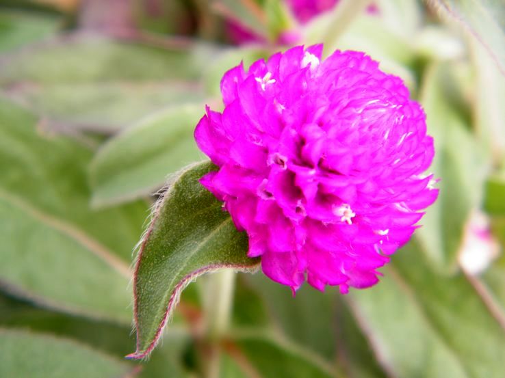 DSCF2288.JPG