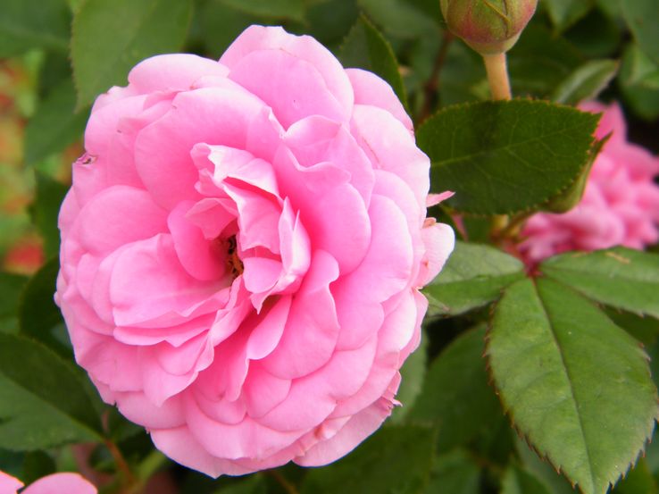 DSCF2284.JPG