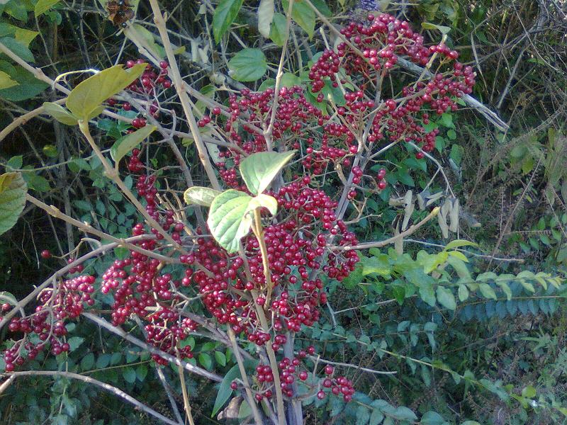 Ƭ0163.jpg