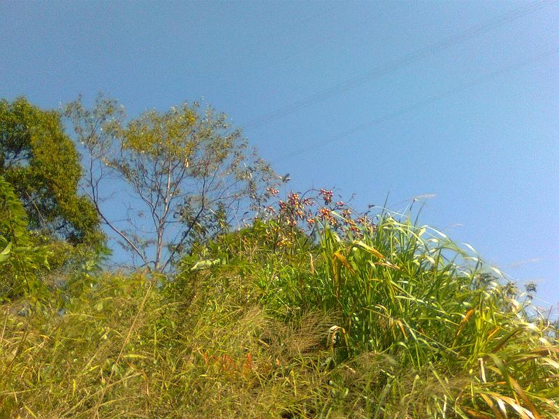 Ƭ0169.jpg