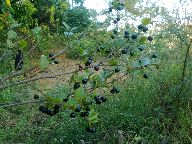 Ƭ0173.jpg