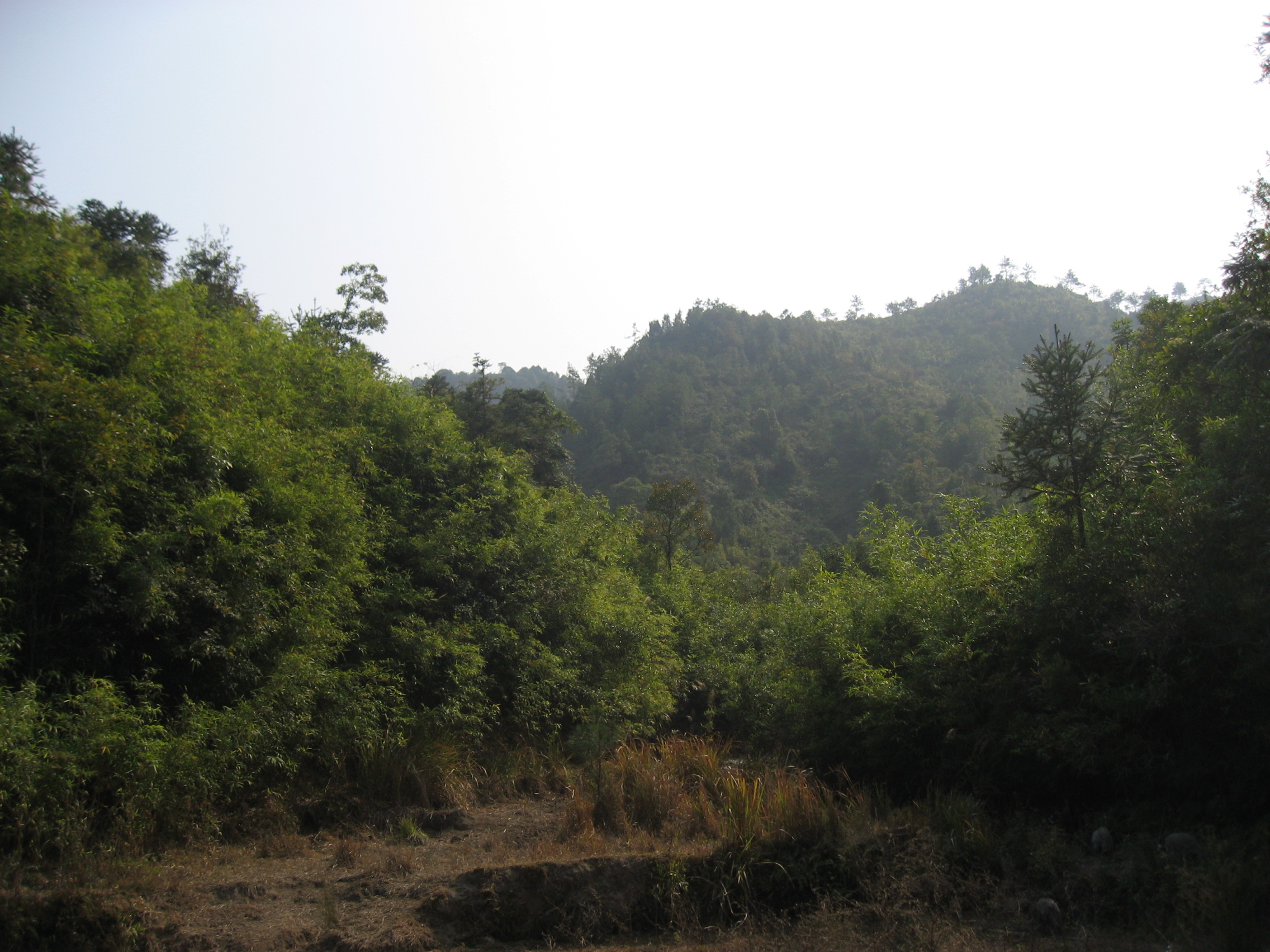 IMG_6590.jpg