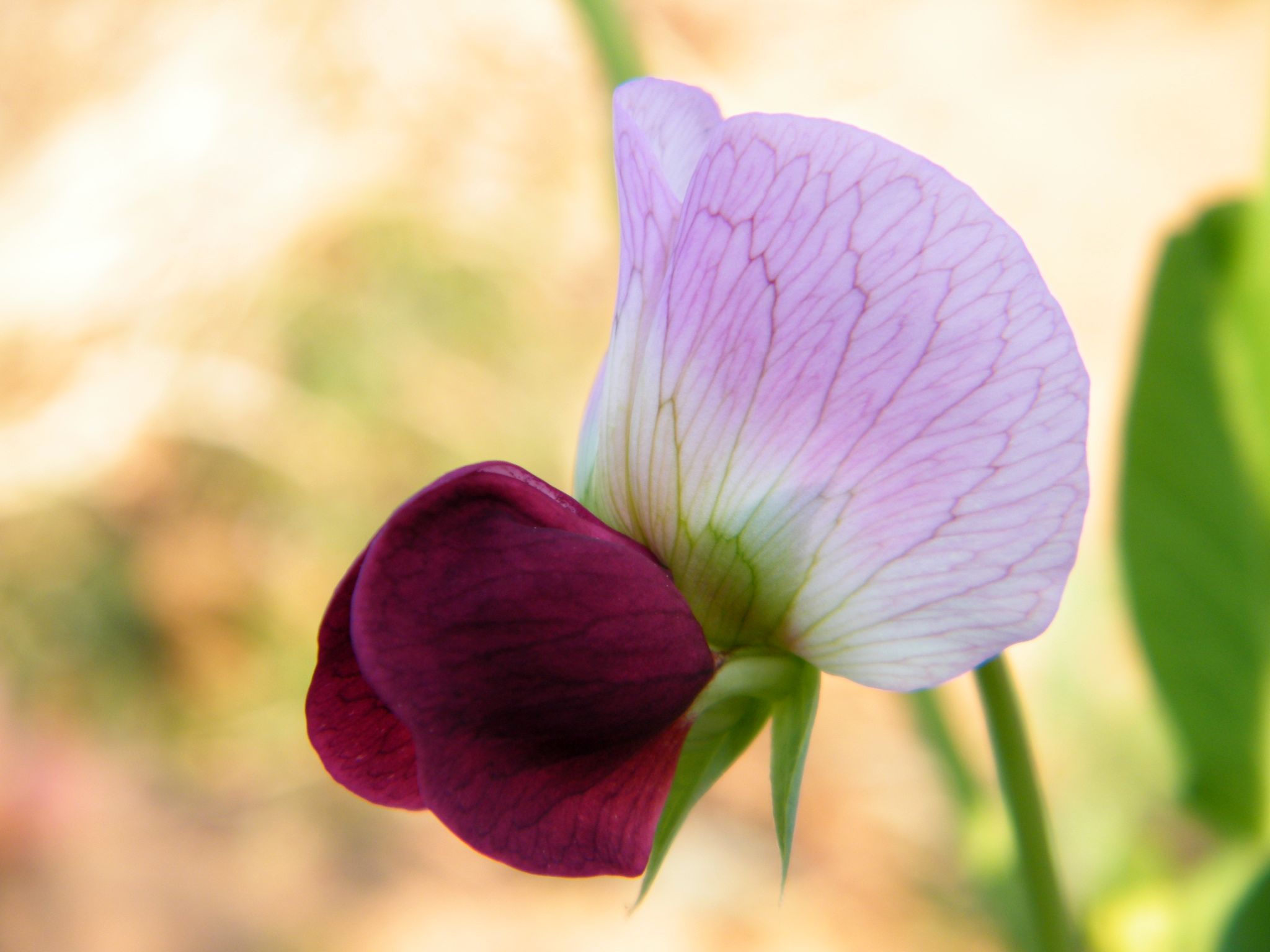 DSCF3094.JPG