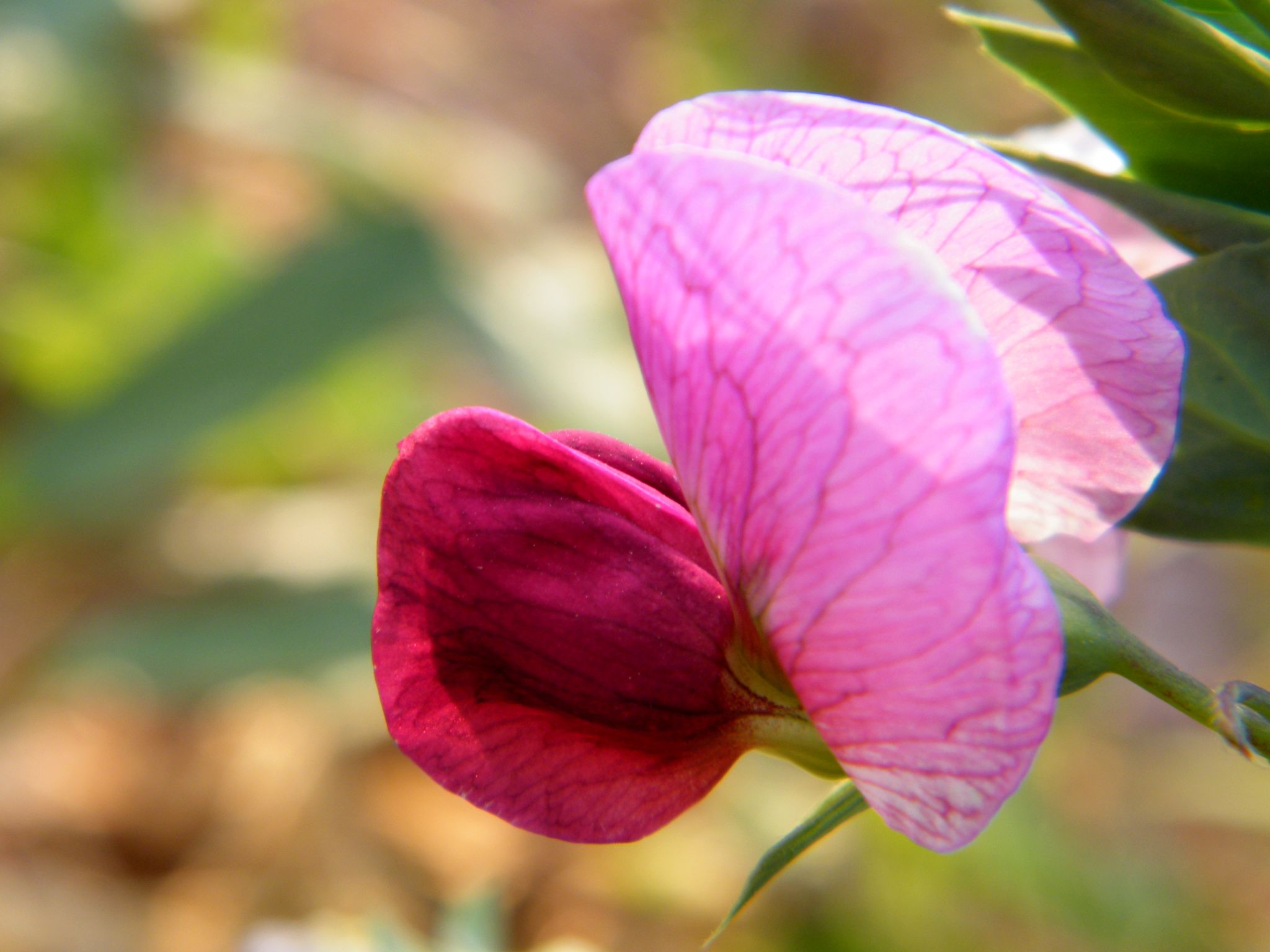 DSCF3103.JPG